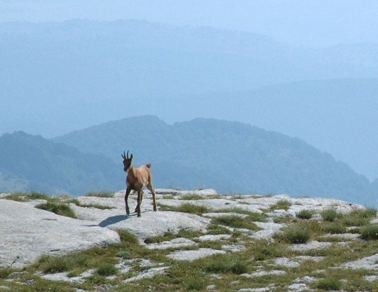 Camoscio d''Abruzzo Rupicapra pyrenaica ornata